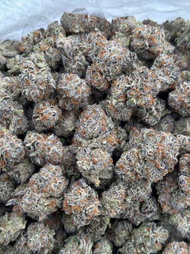 Bulk Jack Herer HHC Flower - Wholesale HHC Buds - High-Quality Cannabis