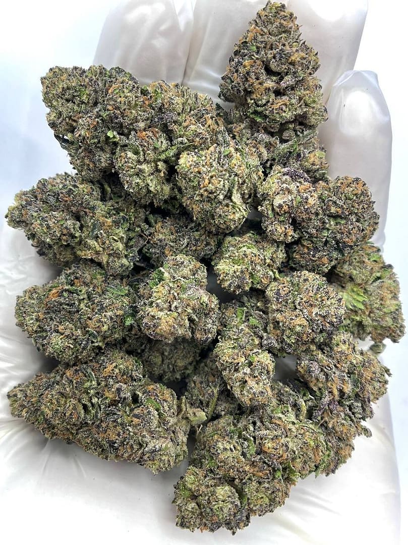 Shirley Temple THCA Flower - Fruity Hybrid Cannabis with Balanced Relaxation