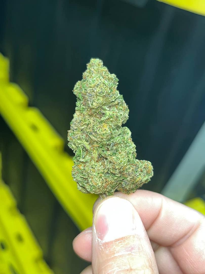 Jealousy Indoor THCA