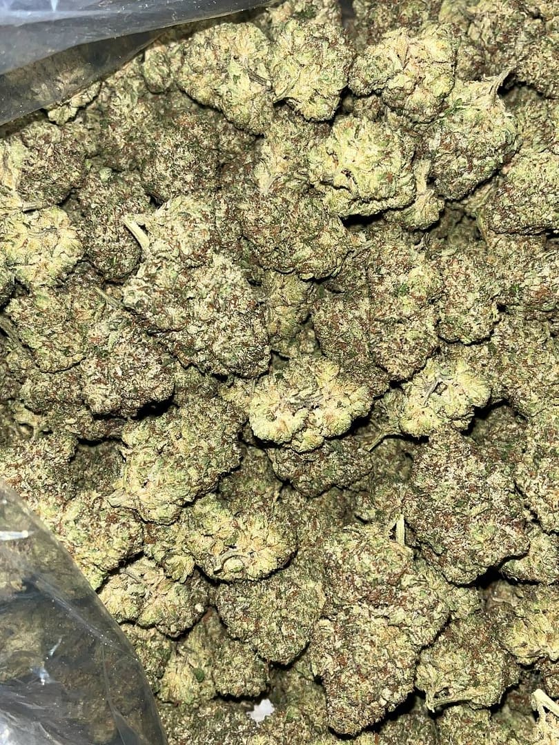 Government Oasis Indoor THCa 2 Premium indoor cannabis flowers