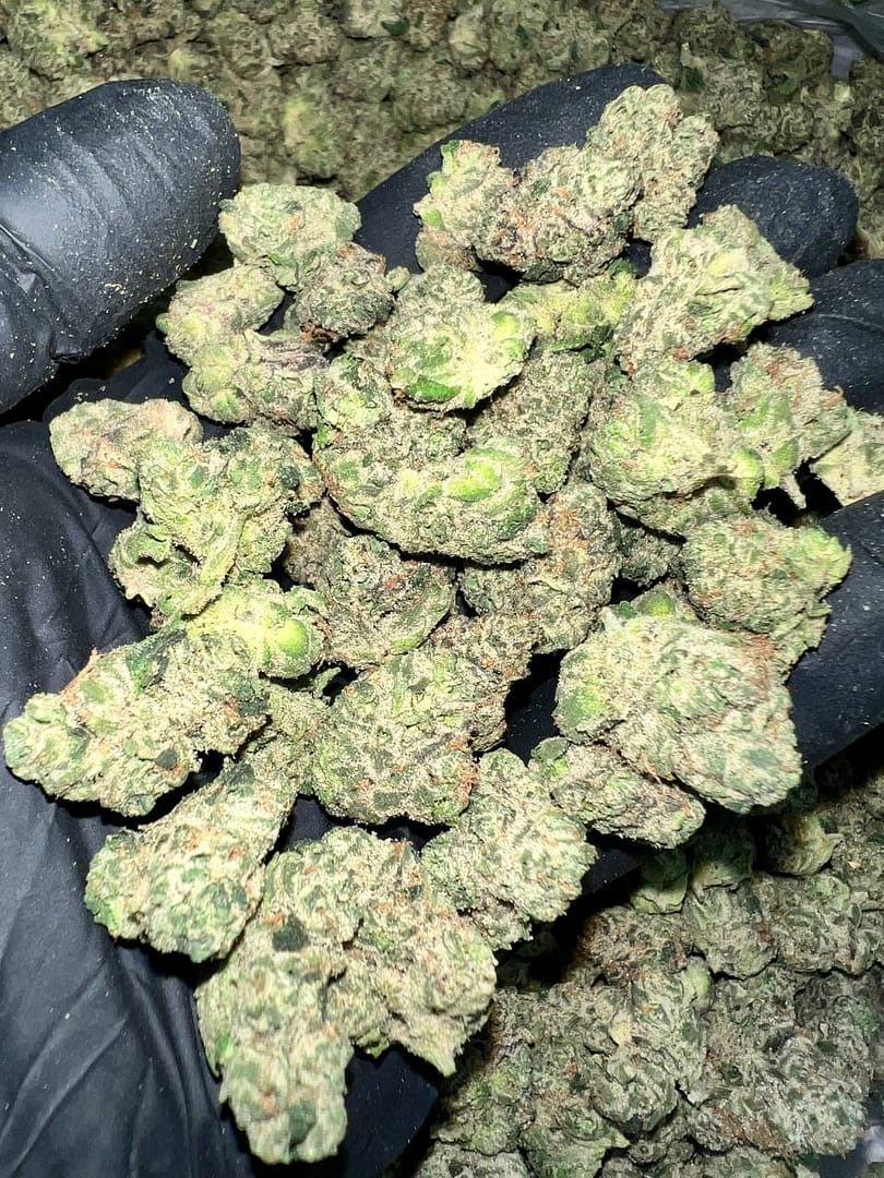 Candy Gelato Exotic THCa Flower