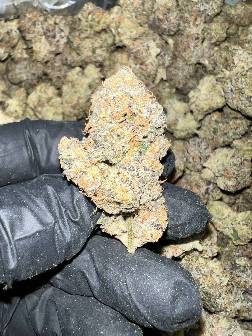 Get exotic Carbon Fiber THCa Flower in bulk. Premium, Oregon-grown, and rigorously third-party tested for wholesale buyers.