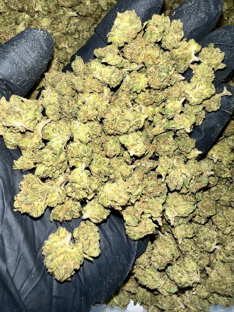 Get Gelato Cake THCa Flower in bulk. Premium quality, Oregon-grown, and third-party tested for wholesale purchases.