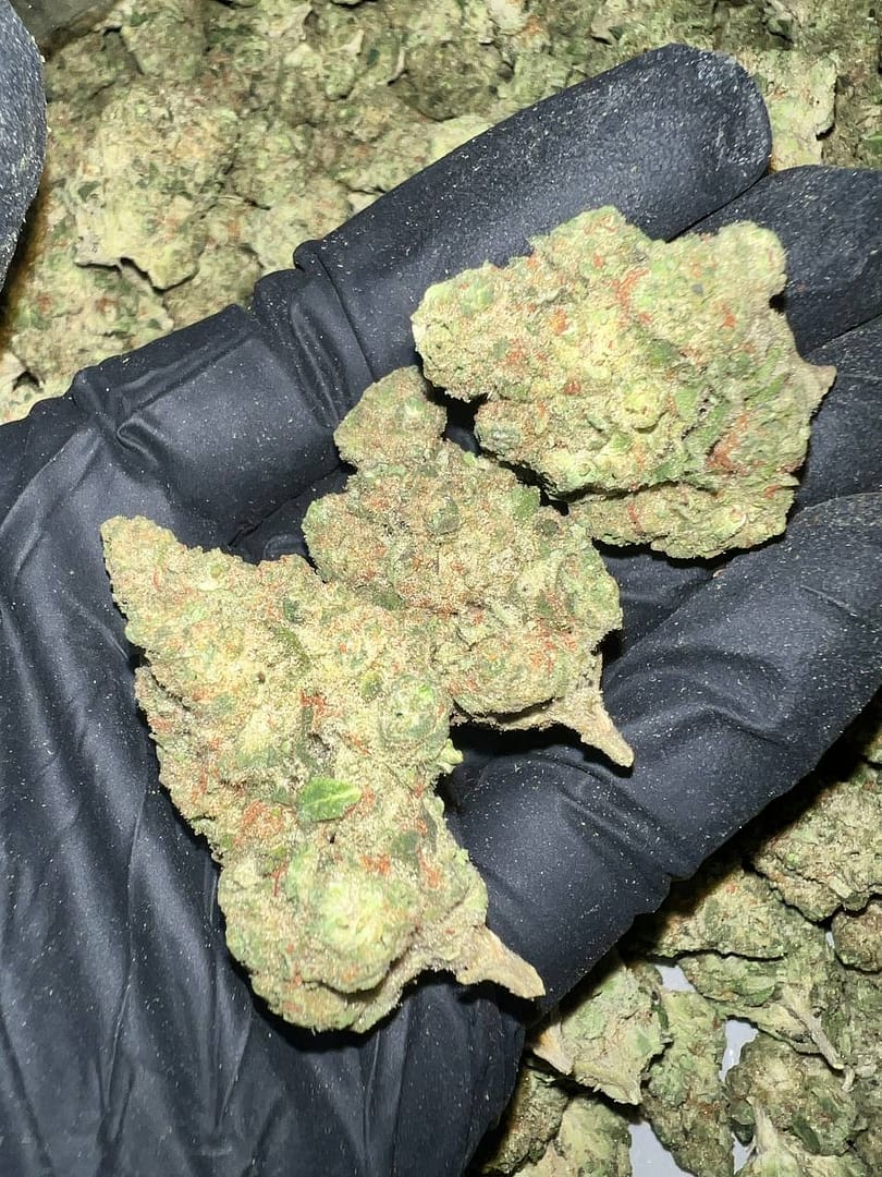 Papaya Bomb THCA Flower Bulk Wholesale