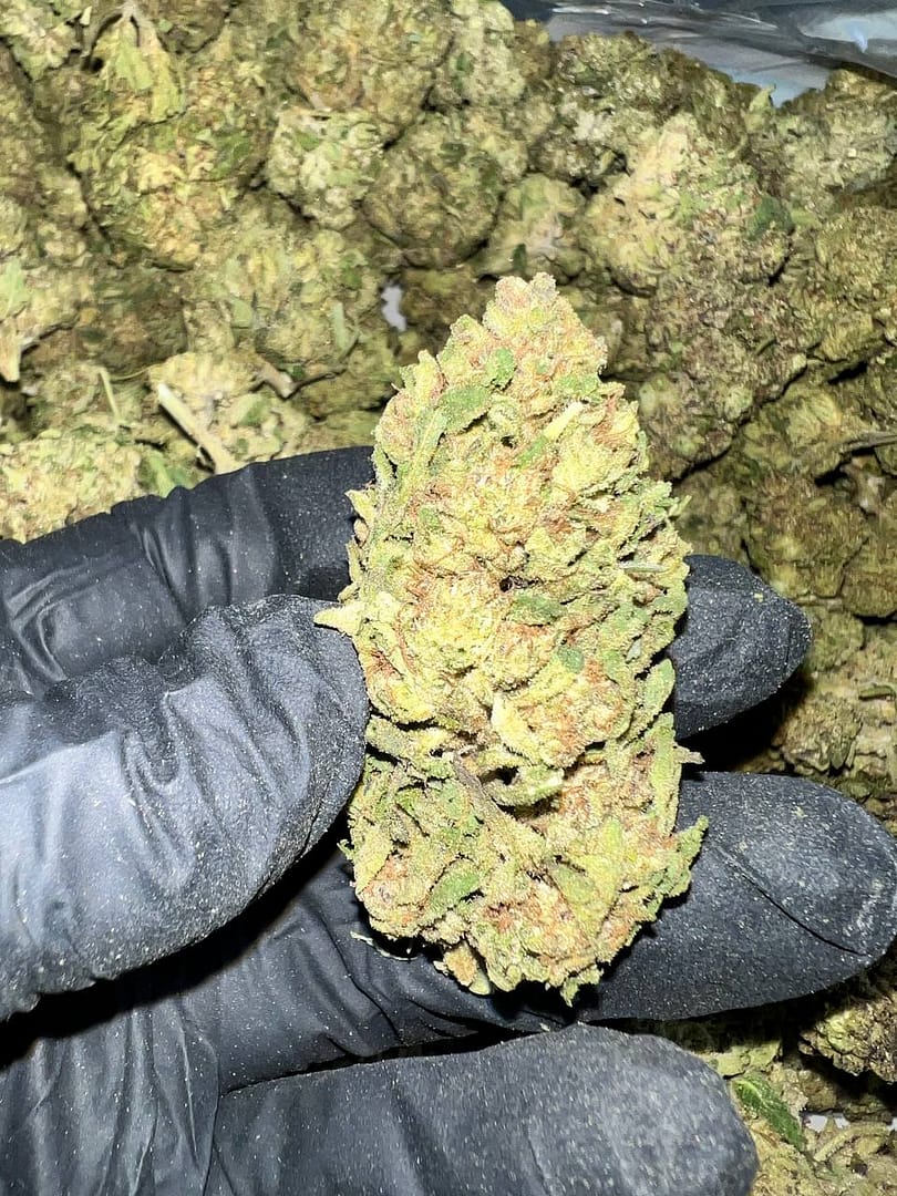 Discover Zerealz Pie THCa Flower, available for wholesale. Grown in Oregon and third-party tested, our premium flower offers the best quality and competitive pricing.