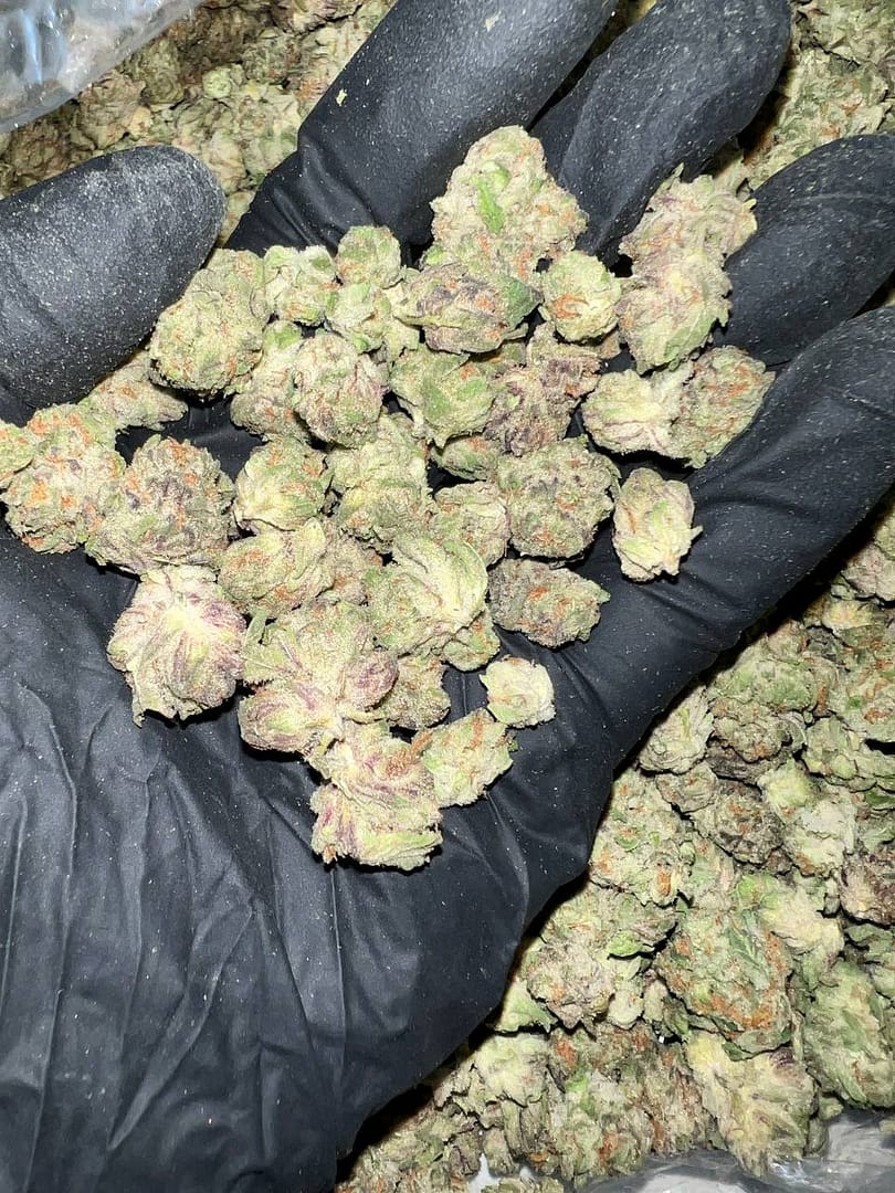 Purple Gushers THCa Flower - Closeup of High-THCa Cannabis Buds