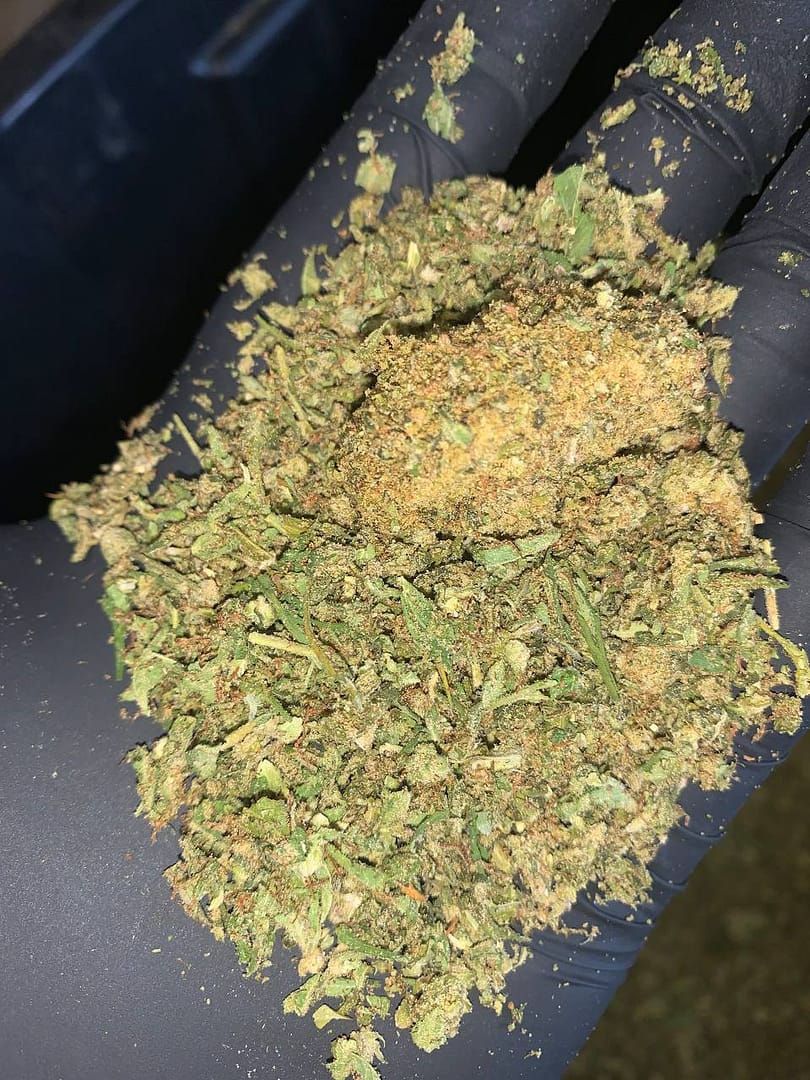 Wholesale Cannabis Indoor Trim - Order Bulk THCa Trim