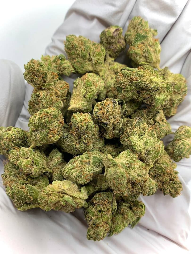 Home 15 Astro Candy Exotic THCa Flower with vibrant buds and sweet, fruity aroma