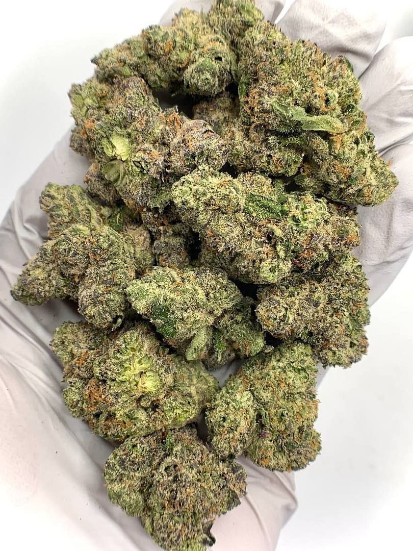 Pink Gummy Exotic THCa Flower with vibrant buds and sweet, fruity aroma