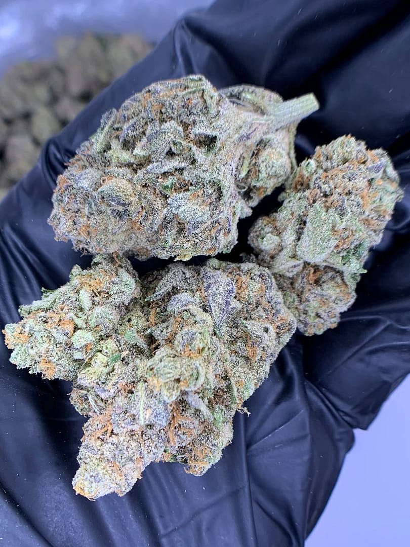 A close-up of Molotov Cocktail THCa Flower showcasing its dense, crystal-covered buds.