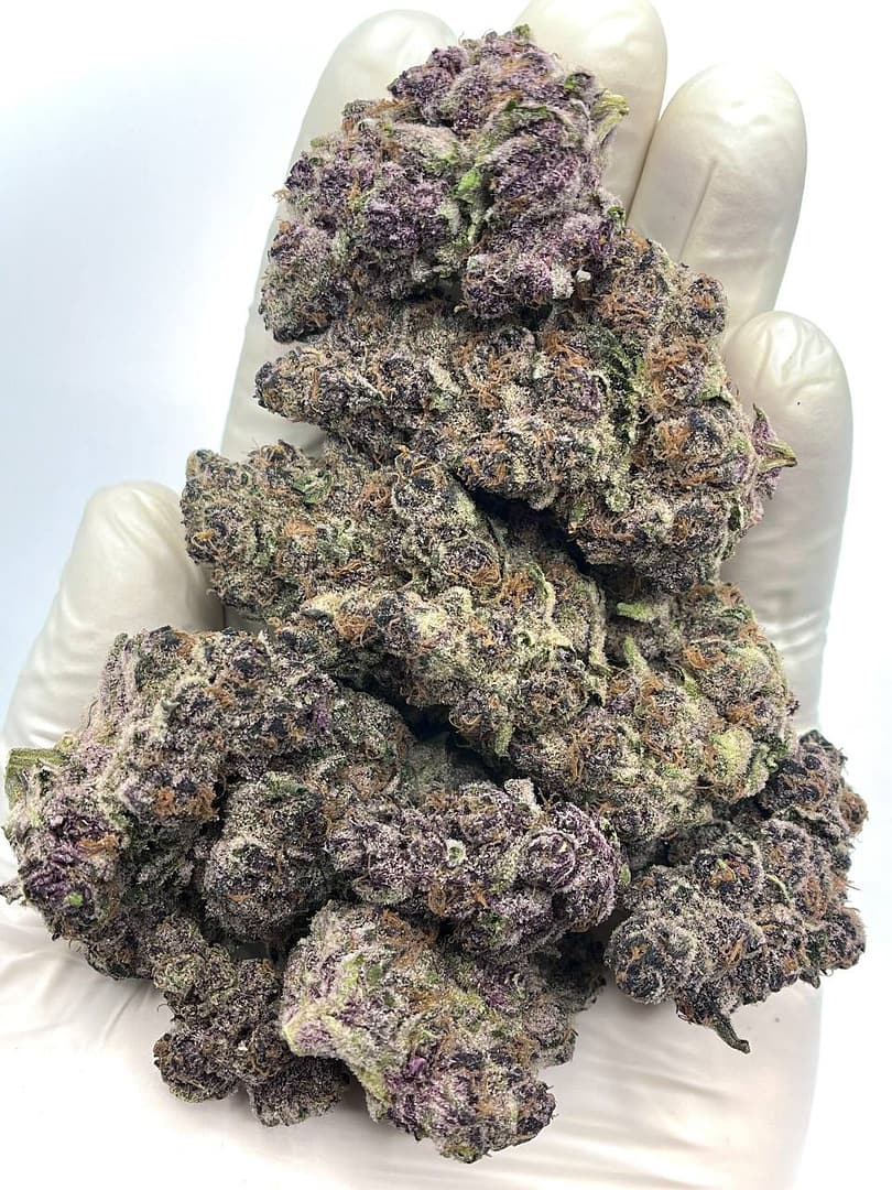 Blockberry THCA Flower - Sweet Berry Hybrid Cannabis for Wholesale Buyers