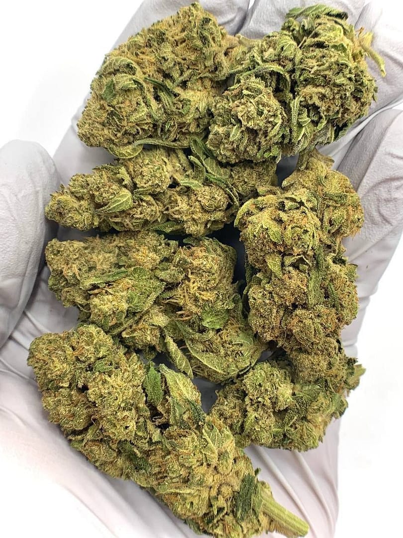 Hi-Octane Cookies THCa Flower, premium bulk hemp flower, high THCa content, minty flavor, wholesale hemp