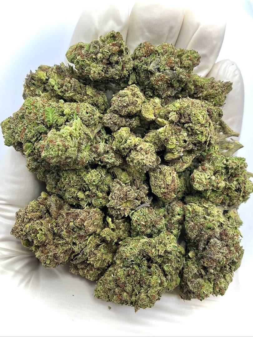Joker Candy THCA Flower - Sweet Hybrid Cannabis Strain for Wholesale Buyers