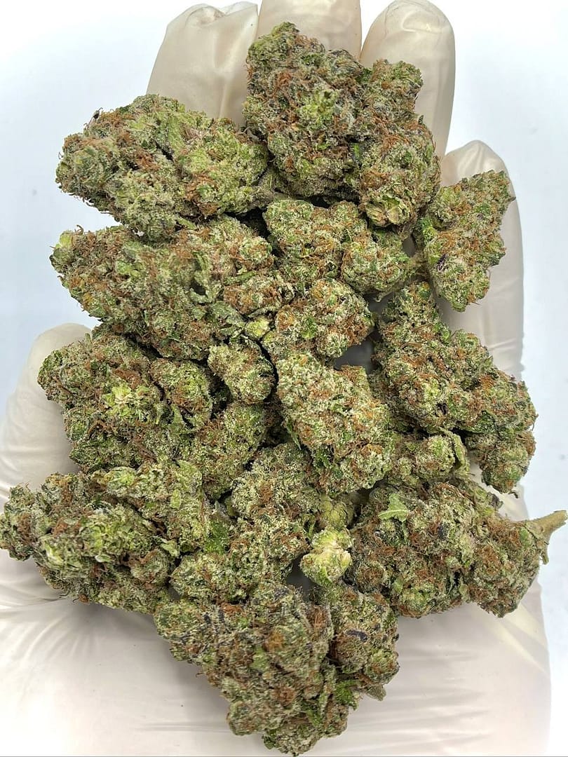 Rainbow Push Pop THCA Flower - Sweet, Colorful Hybrid for Wholesale Buyers