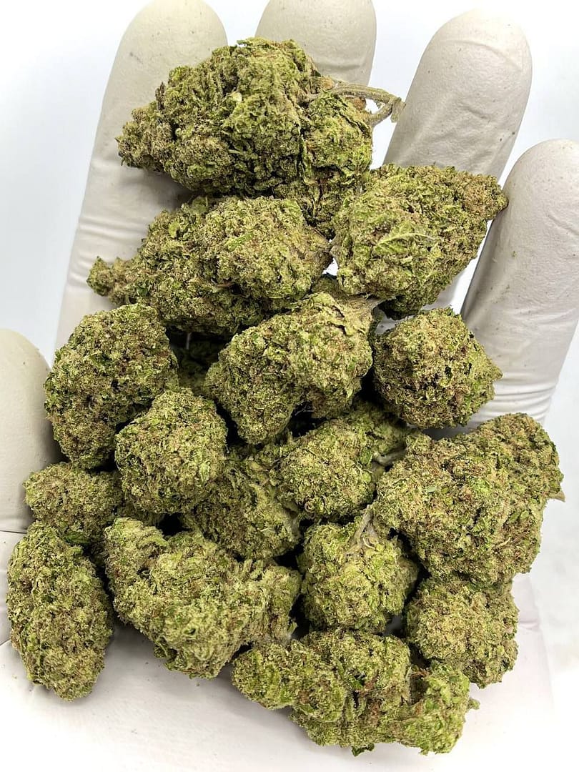 Home 8 OG Fruit Smoothie THCA Flower premium quality with over 30% THCA, below 0.3% THC