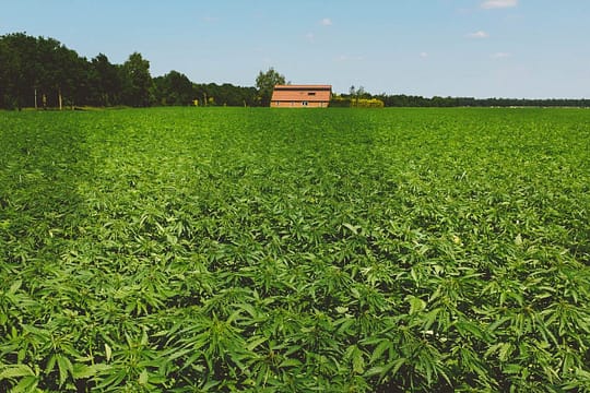 THCA-Weed-Farm Beautiful green pasture of bulk THCA flowers and plants growing on a hill.
