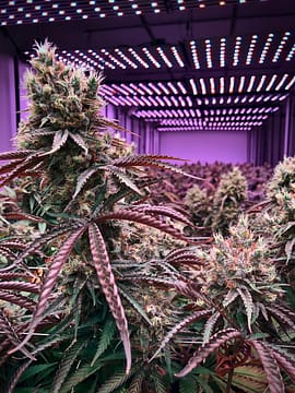 g5ad55713c148ba8c86f46751d8e6e03e66b81c7264e8d5403bcf730b3e01607e0ee4576bb91e4e0c368838e1e23fa1dc2434f9fe5402d42f5e738d96e09cc420_1280-3842166 g5ad55713c148ba8c86f46751d8e6e03e66b81c7264e8d5403bcf730b3e01607e0ee4576bb91e4e0c368838e1e23fa1dc2434f9fe5402d42f5e738d96e09cc420_1280-3842166.jpg