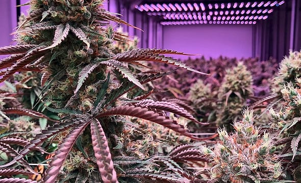 g5ad55713c148ba8c86f46751d8e6e03e66b81c7264e8d5403bcf730b3e01607e0ee4576bb91e4e0c368838e1e23fa1dc2434f9fe5402d42f5e738d96e09cc420_1280-3842166 g5ad55713c148ba8c86f46751d8e6e03e66b81c7264e8d5403bcf730b3e01607e0ee4576bb91e4e0c368838e1e23fa1dc2434f9fe5402d42f5e738d96e09cc420_1280-3842166.jpg