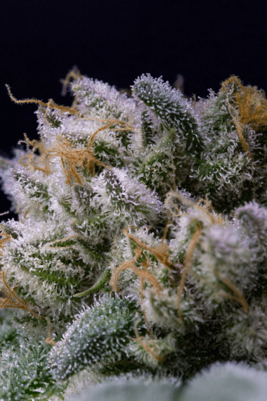 Wholesale High Quality THCA Cannabis with excelent trichomes Wholesale High Quality THCA Cannabis with excelent trichomes