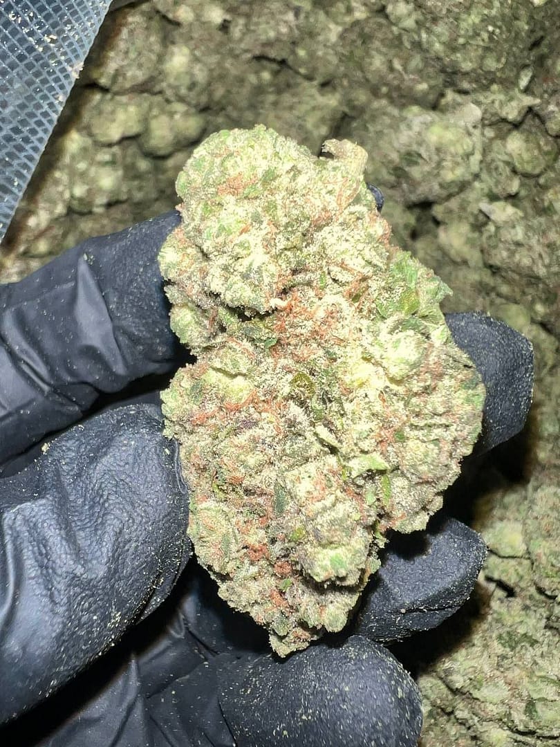 Hash Burger THCa Flower