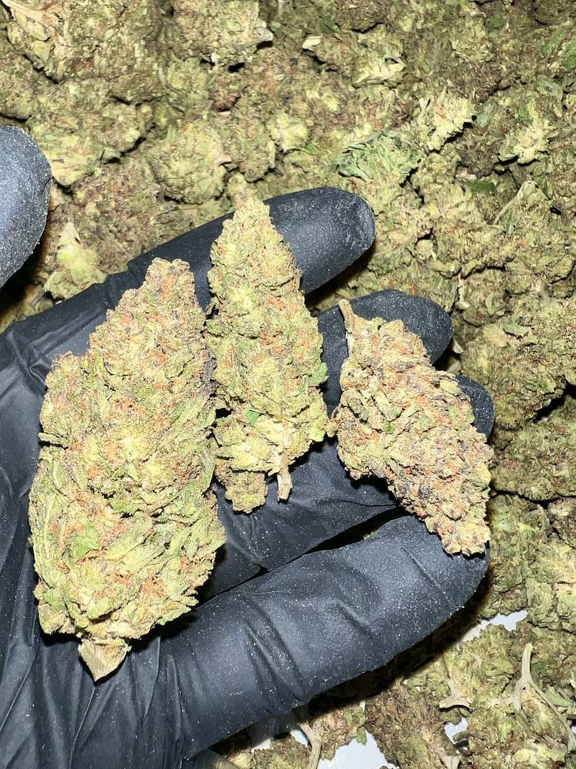 Honey Mintz THCA Flower
