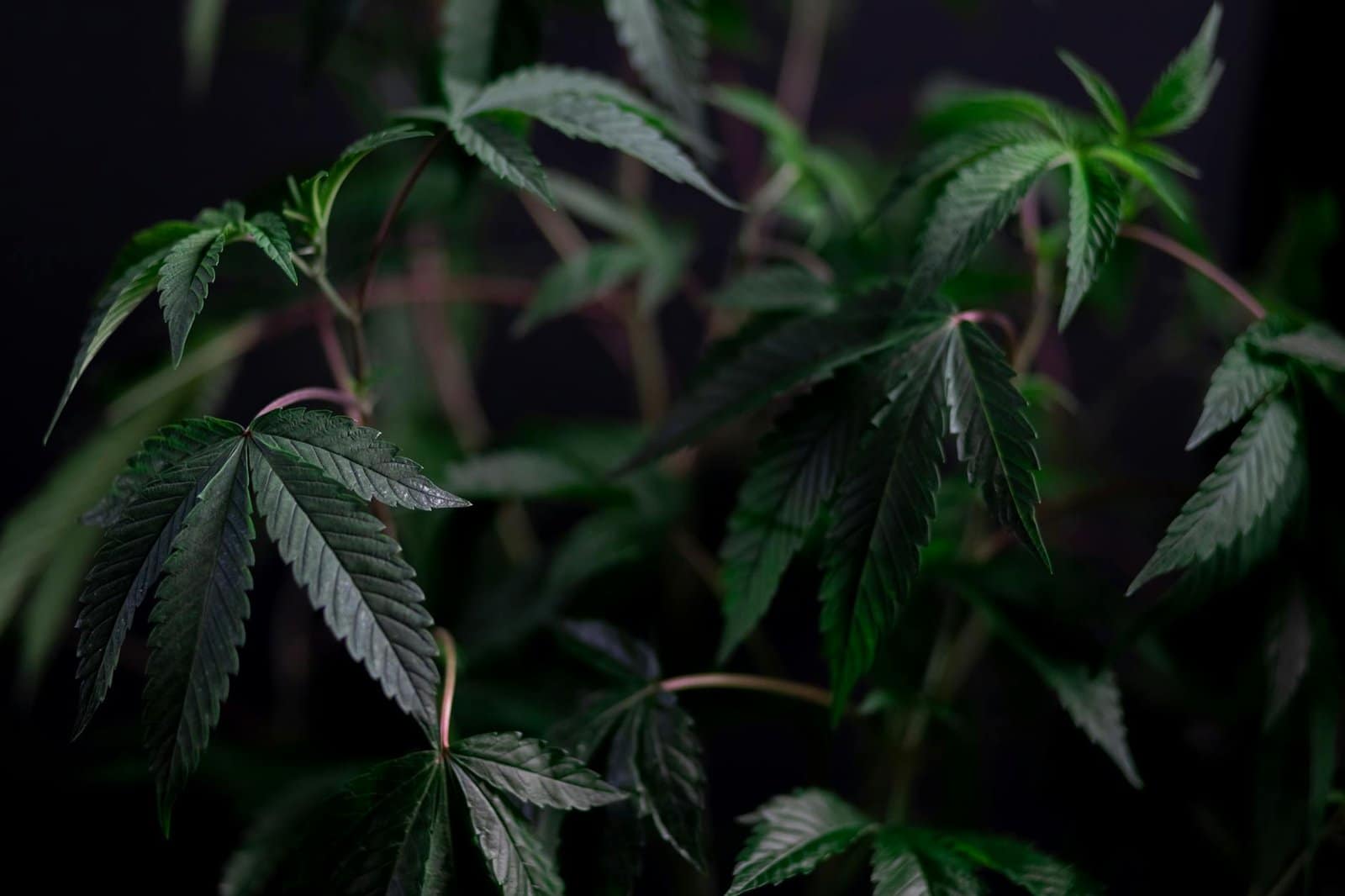 The Enchanting World of THCa Flower Wholesale 1 photo of growing of cannabis plant