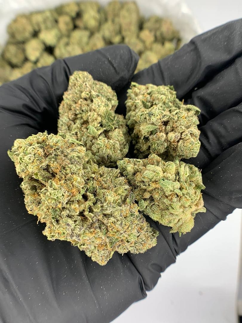 Animal Sherbet THCa