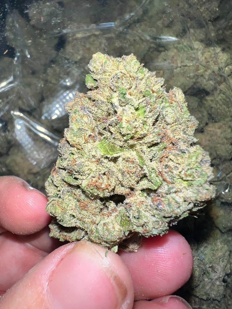 Ice Cream Cake THCa