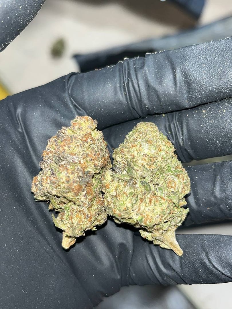Jealousy Runtz THCA