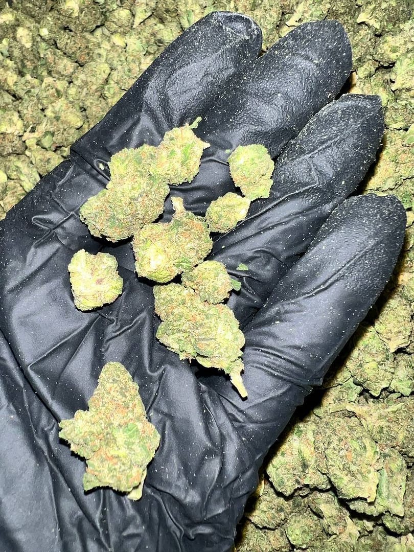 Key Lime Jack THCa Flower 1 Key Lime Jack THCa Flower