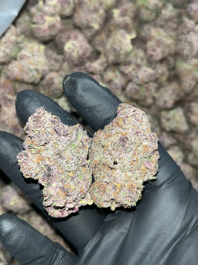 Tropicana Cookies THCA Exotics