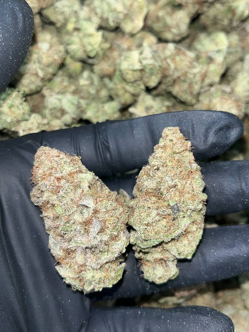 Blueberry Muffins THCa