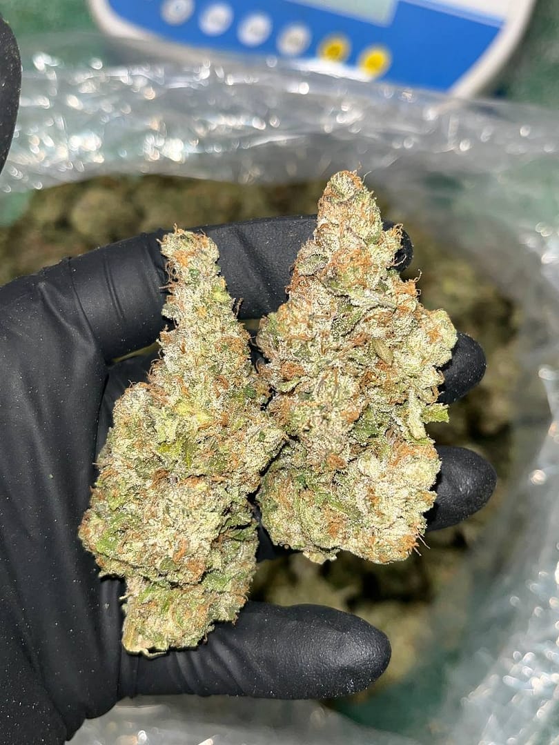 Gelato THCA Indoor