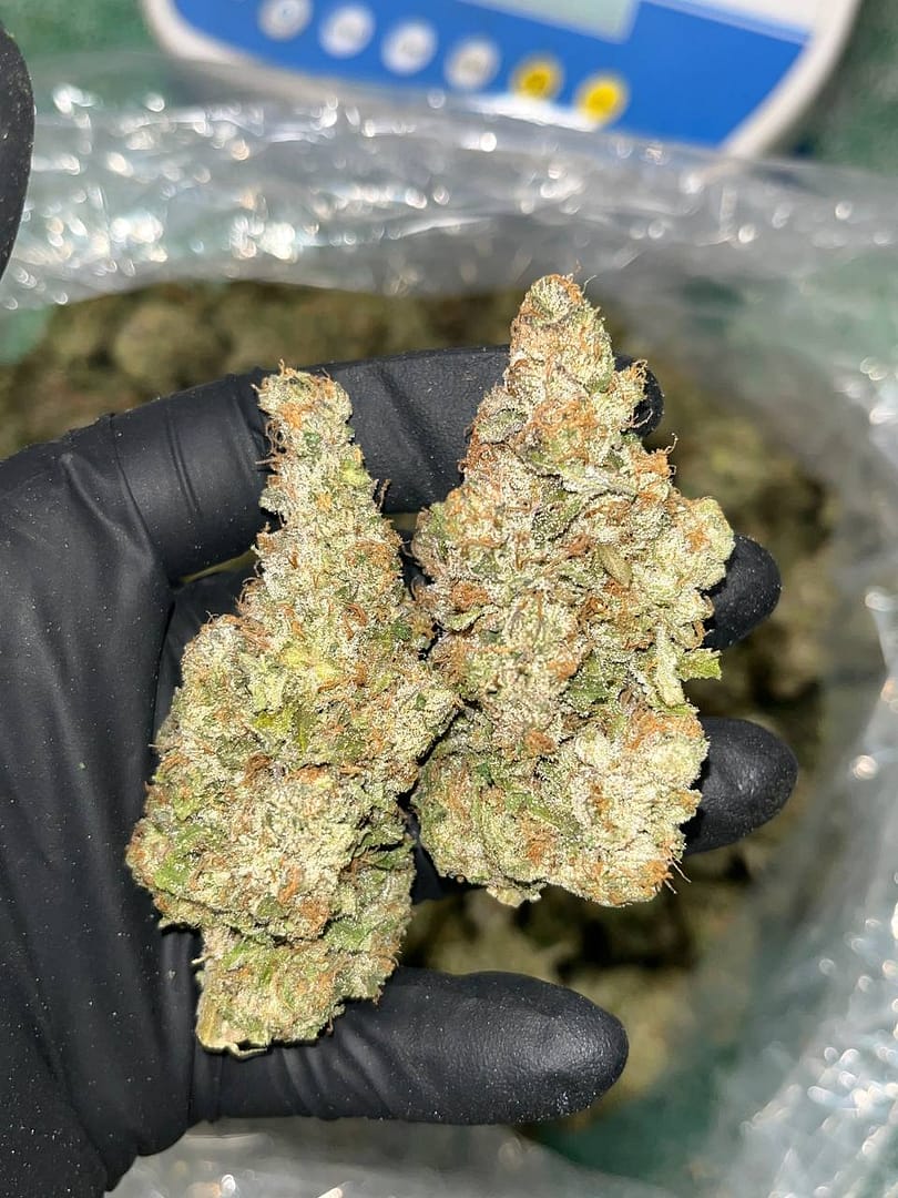 Gelato THCA Indoor