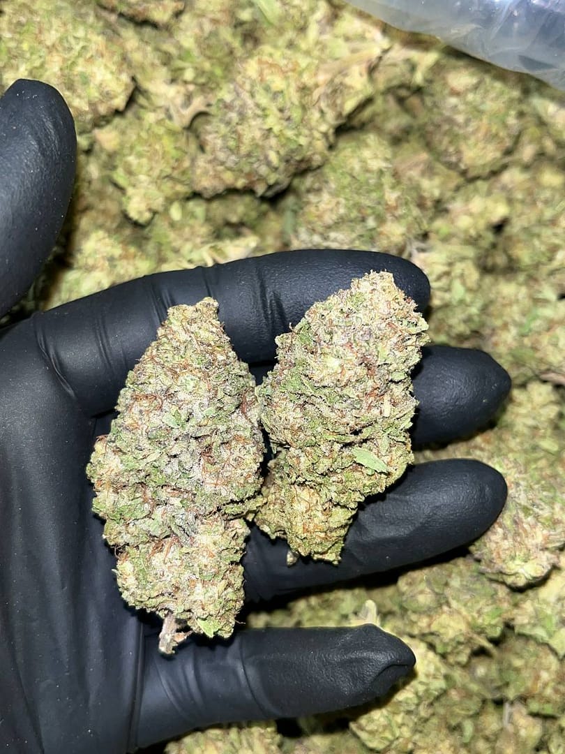 Gelato THCA