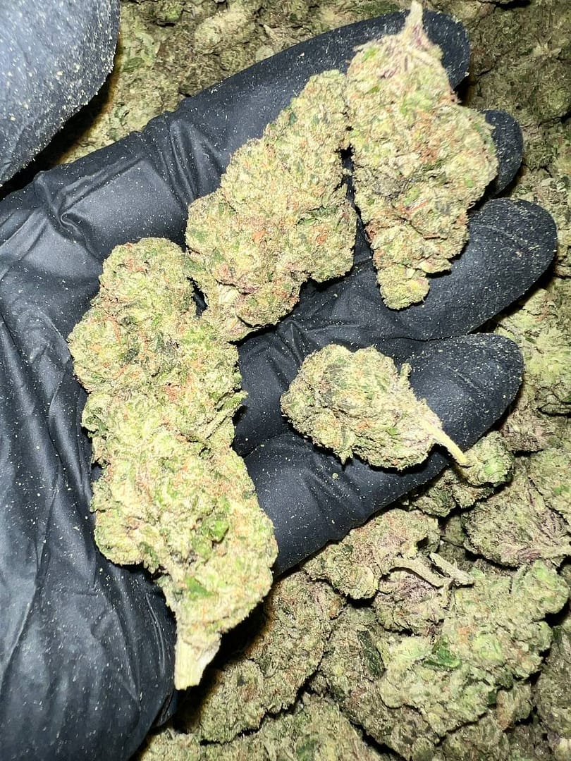 Donny Burger THCA Flower Bulk Wholesale