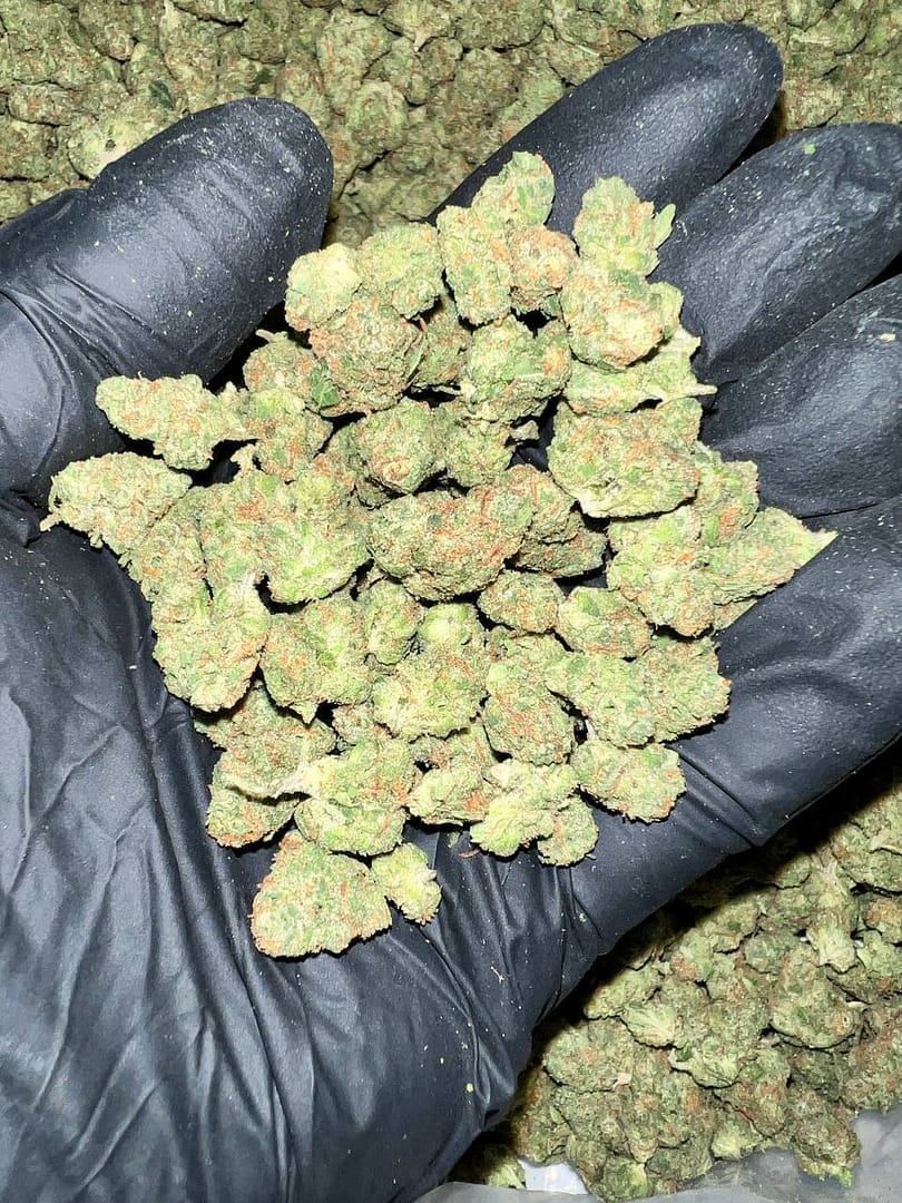 Black Garlic Gelato THCA Flower