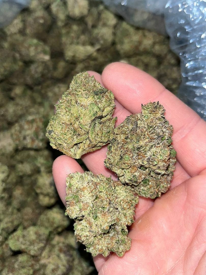 Jealousy THCa
