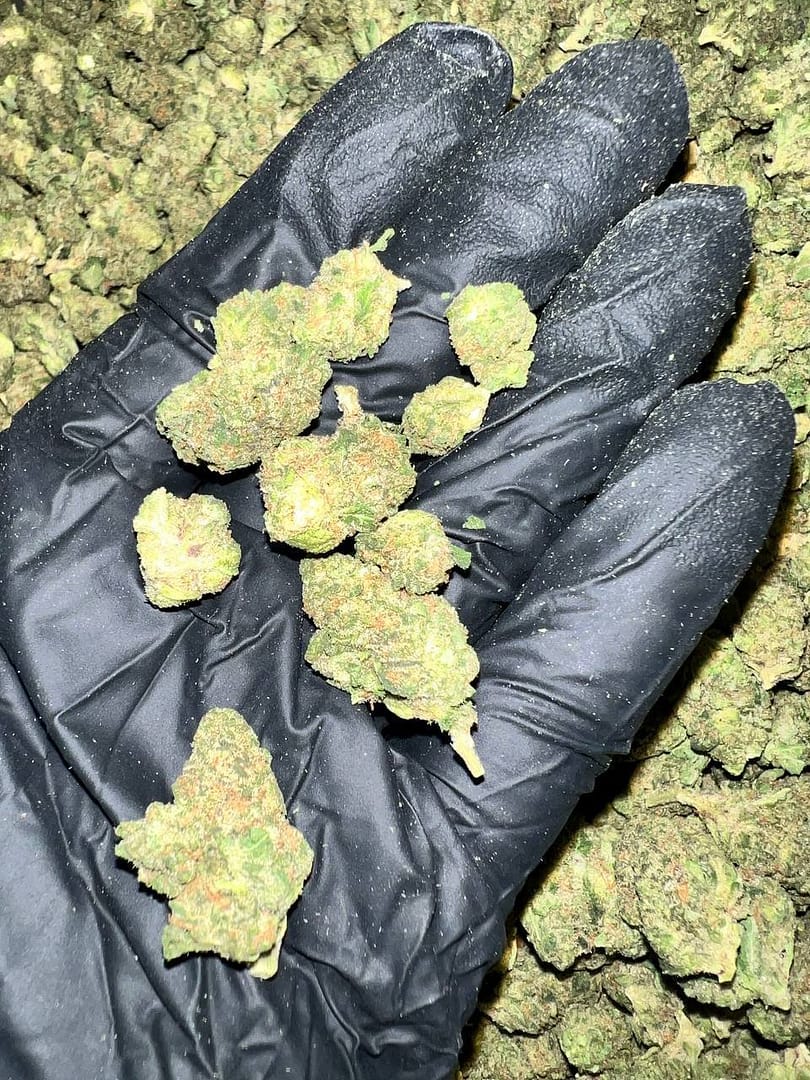 Key Lime Jack THCa Flower