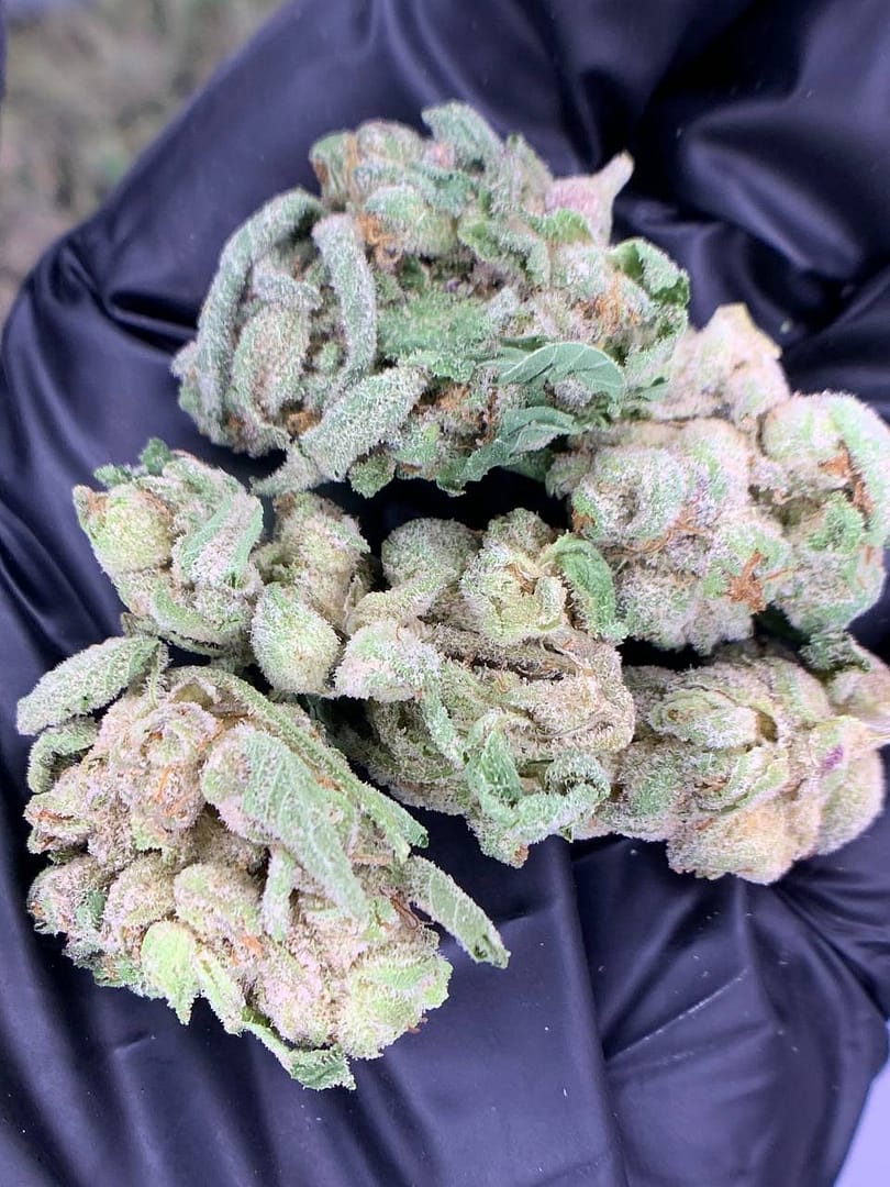 Lions Cake THCa Flower