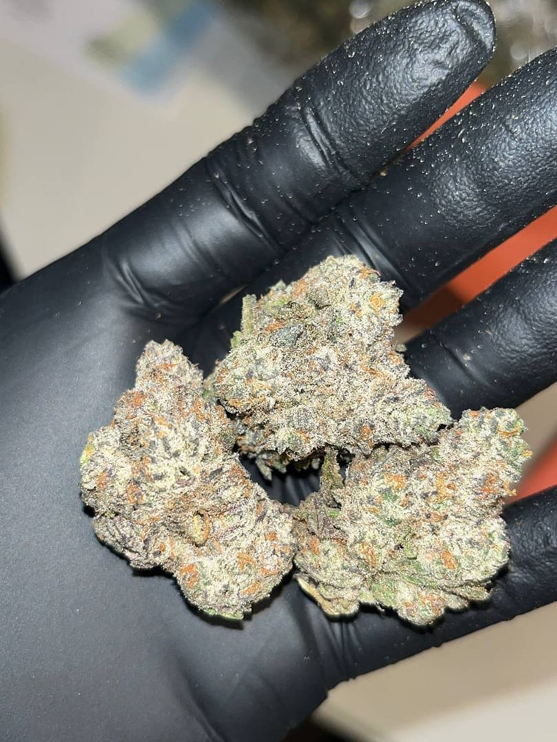 Oreo Blizzard THCA EXOTICS