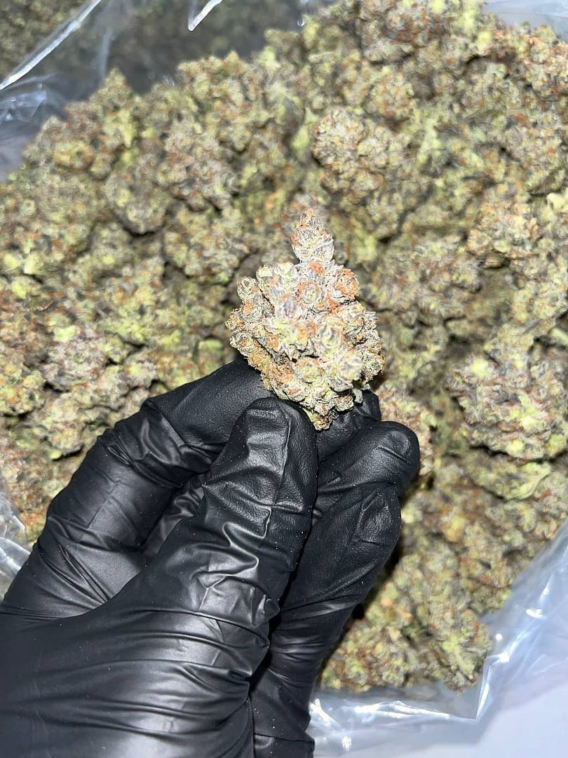 Pure Michigan THCa Exotics