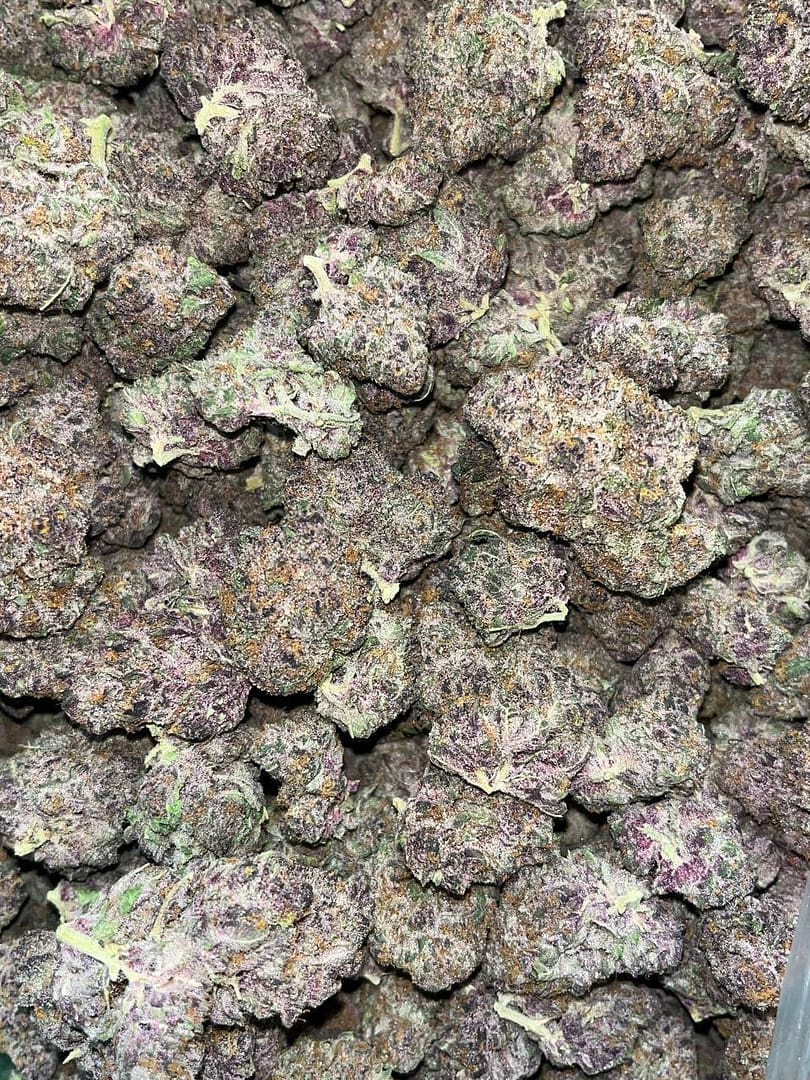 Tropicana Cookies THCA Exotics 2 Tropicana Cookies THCA Exotics - Image 2