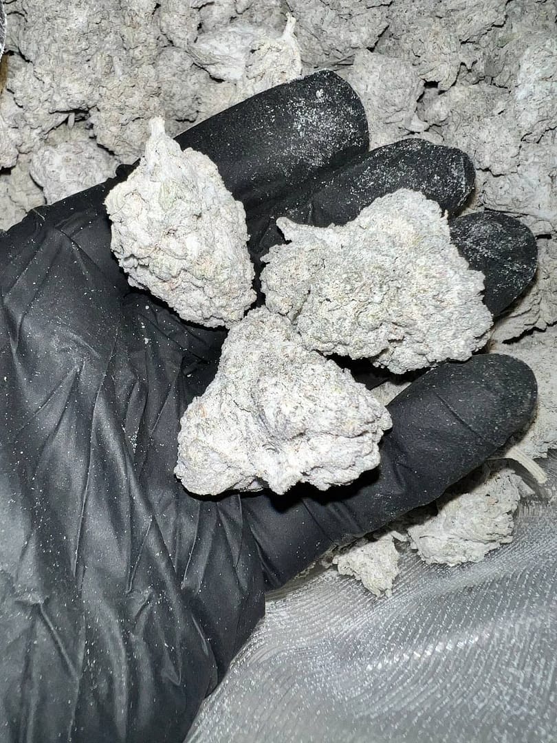 White Wedding THCa Snowcaps