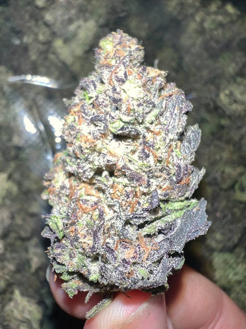 Jokerz THCa