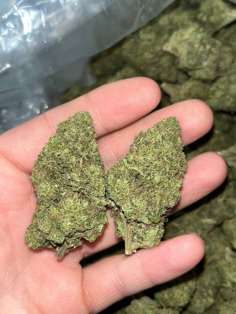 Lemon Haze THCA