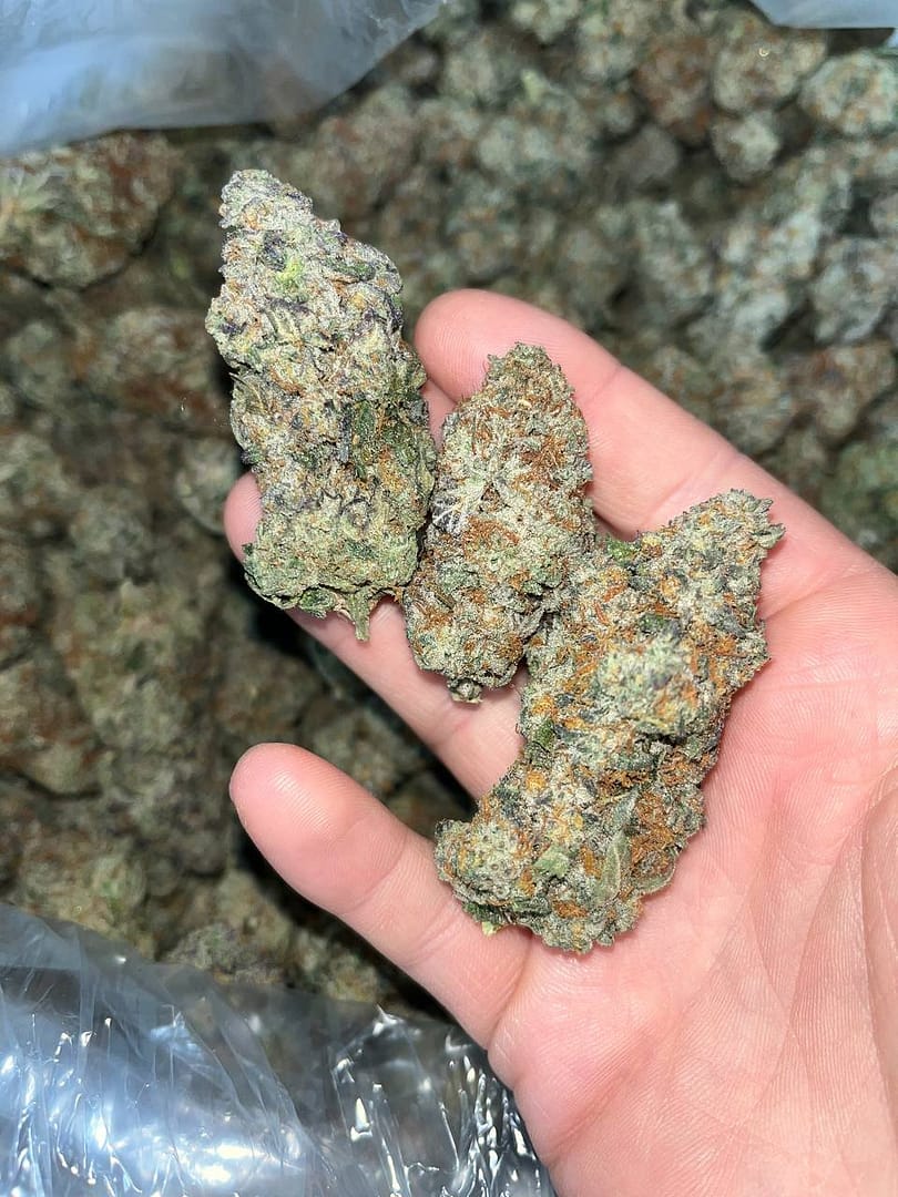 Orange Creamsicle Exotic THCa