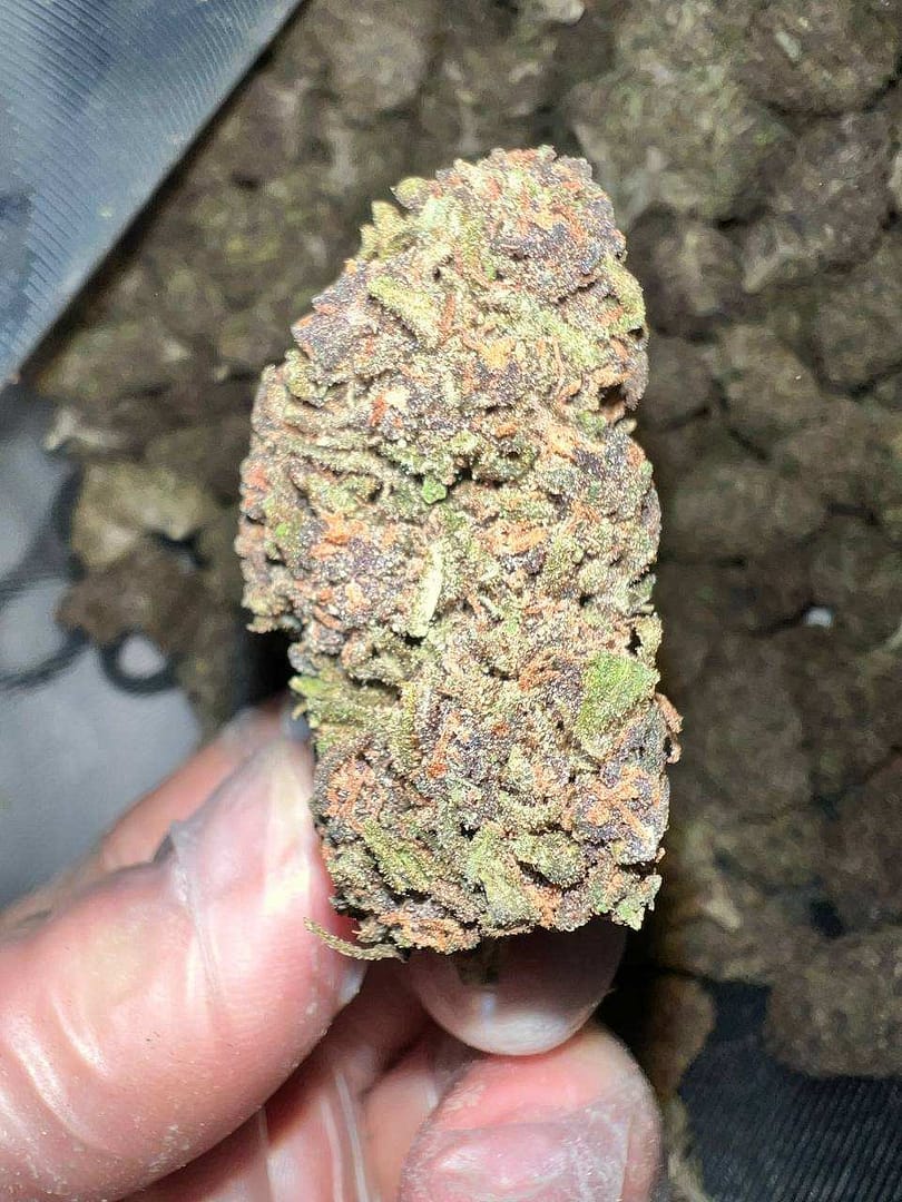Pink Panther THCa Strain