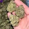 "Experience Jealousy THCA: Sativa-Dominant Hybrid with Unique Citrus Flavors"