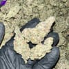 Obi Wan EXOTIC THCA Flower features unique, earthy flavors and a potent, balanced high. High THCA content, ideal for wholesale buyers seeking premium quality.